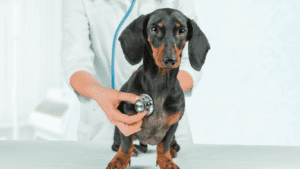 veterinary dual pricing
