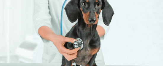 veterinary dual pricing